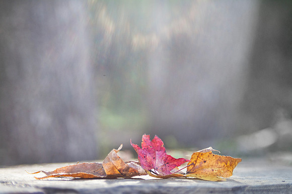 Autumn Leaves ethereal bokeh background