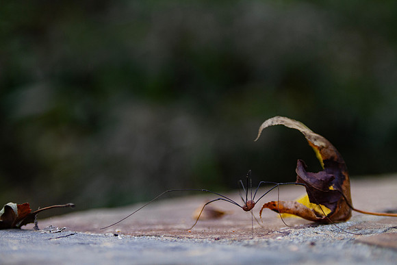 Spider on cement Halloween background, pest control