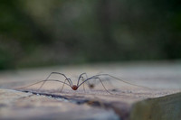 Spiders on cement Halloween background, pest control
