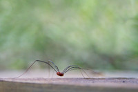Spider on cement Halloween background, pest control