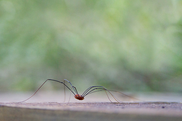 Spider on cement Halloween background, pest control