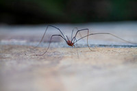 Spider on cement Halloween background or pest control