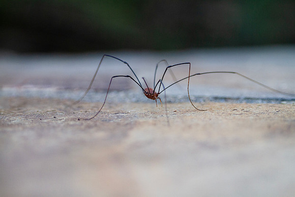 Spider on cement Halloween background or pest control