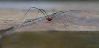 Spider on cement Halloween background