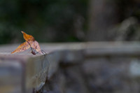 Spider and autumn leaf Halloween background
