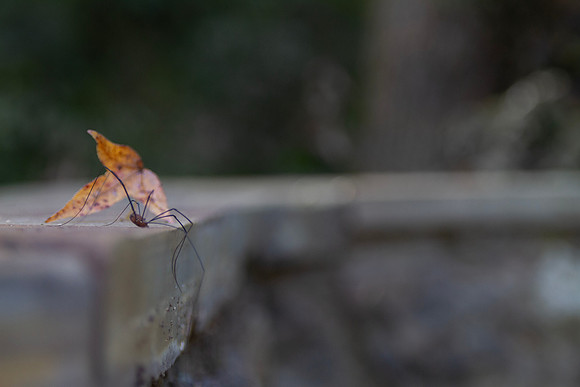 Spider and autumn leaf Halloween background