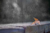 Spider and autumn leaf Halloween background