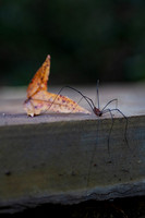 Halloween spider and leaf on a ledge