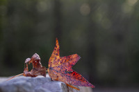 Autumn leaves background with bokeh