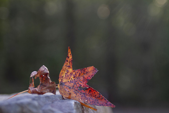 Autumn leaves background with bokeh