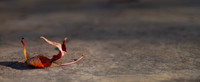 Autumn leaf background panorama