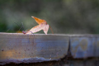Spider and autumn leaf Halloween background
