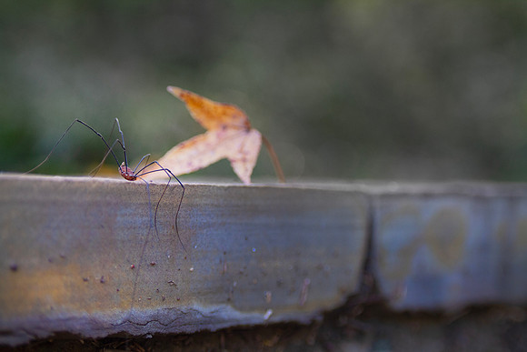 Spider and autumn leaf Halloween background