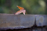 Spider and autumn leaf Halloween background