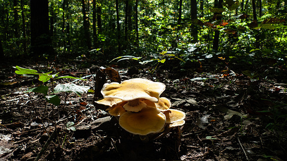 Large orange mushrooms on the forest floor