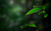 Nature background with Bokeh and copy space
