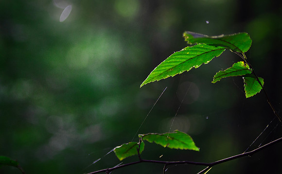Nature background with Bokeh and copy space
