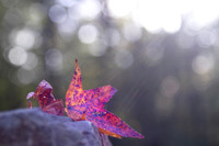 Autumn leaves background with bokeh