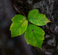 Toxicodendron radicans, poison ivy