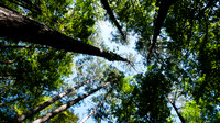 Looking up to the forest canopy