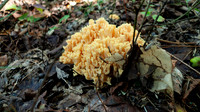 Fungus on the forest floor