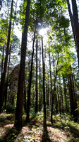 Tall trees in the forest with sunshine vertical photograph
