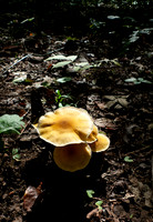 Large orange mushrooms on the forest floor vertical photograph