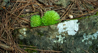 Textures on the forest floor
