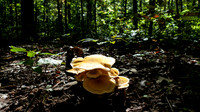 Large orange mushrooms on the forest floor