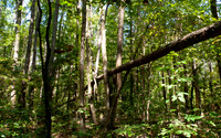 A tree fallen in the forest held up by other trees