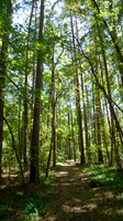 Tall trees in the forest with sunshine, hiking trail