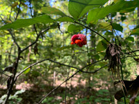 American Strawberry Bush, Brook euonymus