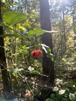 American Strawberry Bush, Brook euonymus