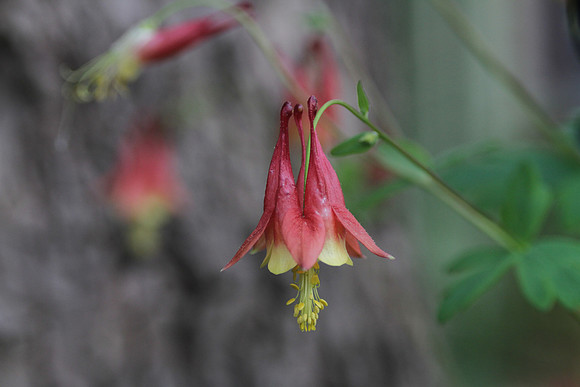 Sweet Columbine
