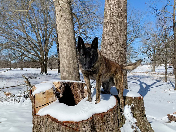 Dog in a snowy scene on huge tree stump