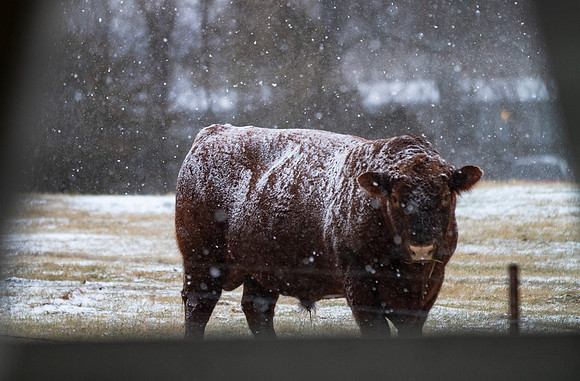 Bull looking at viewer in the snow in late winter, framed by bui