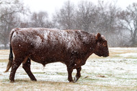 Pet and Livestock Photography