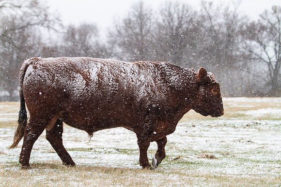 Bull walking in the snow in late winter, hint of green on the gr