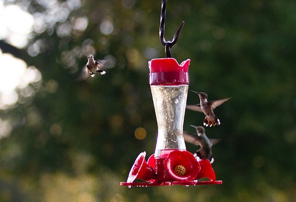 Hummingbirds with bokeh