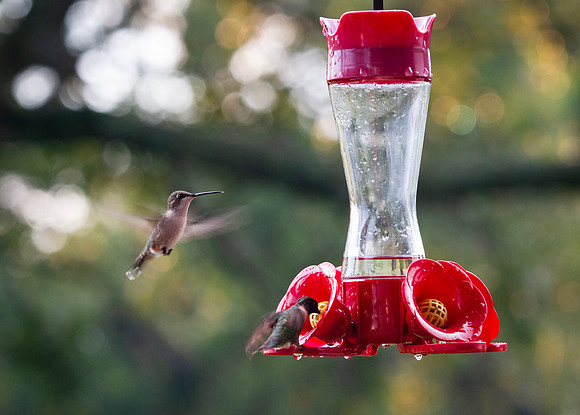 Hummingbirds and feeder with bokeh