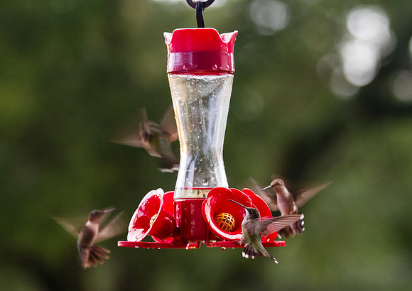 Hummingbirds and feeder with bokeh