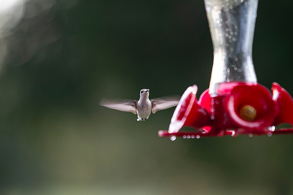 Hummingbird in flight with bokeh