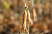 Soy beans ready for harvest