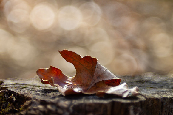 Autumn leaf on a tree stump with bokeh background