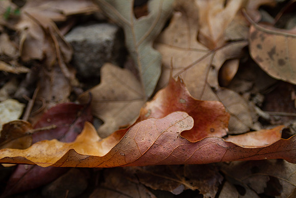 Thanksgiving background with autumn leaves frame