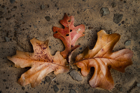 Oak leaves on the ground, three different species in autumn