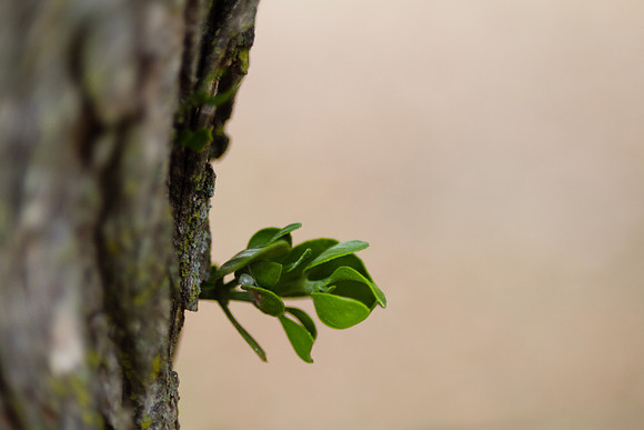 Mistletoe growth on the tree trunk isolated with blurred backgro