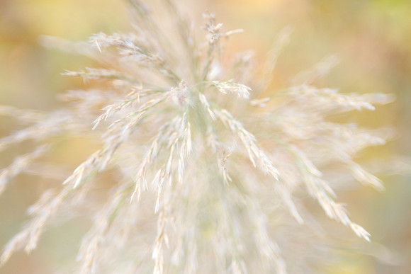 Blurred background natural plant radial image with bokeh, light