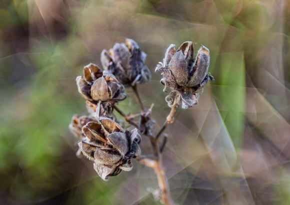 Seed pods with art background