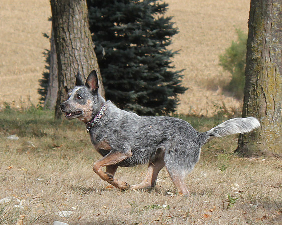 Blue Heeler Running